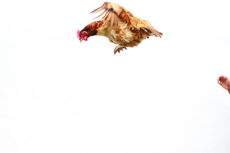 Chicken flies on a white background, cock spreading on the air.の写真素材