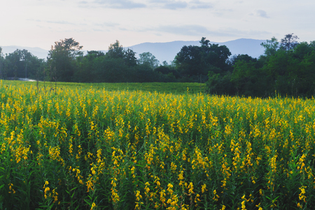 Yellow sunhemp with sunset,Yellow flowers are prominent in the fieldの写真素材