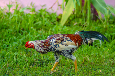 Rooster chickens on the green lawn.の写真素材