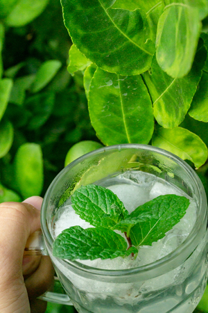 Mint tea with ice in time to relax.の写真素材