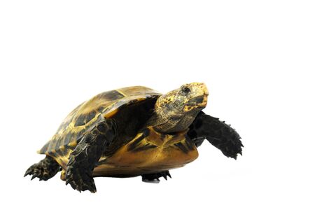 Inland turtles in Asia are called "Impressed tortoise, Manouria impressa " isolated on whiteの写真素材