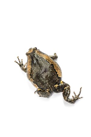 Bullfrog (Kaloula pulchra) isolated on white