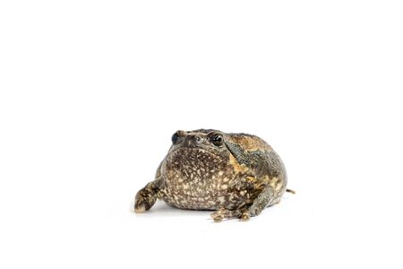 Bullfrog (Kaloula pulchra) isolated on whiteの写真素材