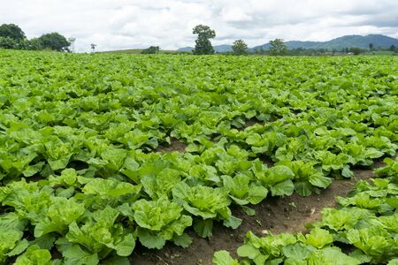 Chinese cabbage is grown in a fully grown vegetable plot,Cabbage,Chinese cabbage of plant on...