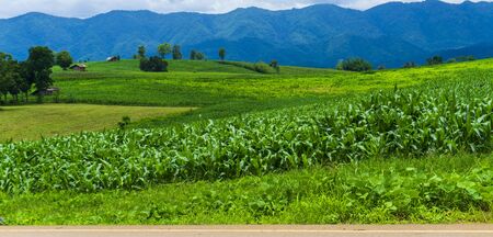 Corn fields growing in the mountains in the rainy seasonの写真素材