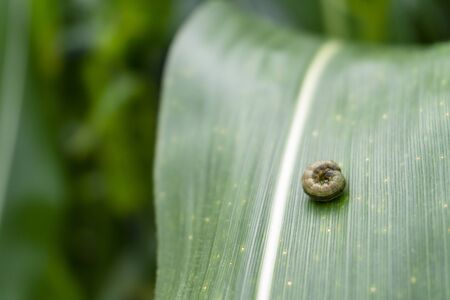 Corn leaf damaged by fall armyworm Spodoptera frugiperda.Corn leaves attacked by worms in maize...