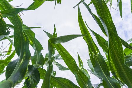 Corn leaf damaged by fall armyworm Spodoptera frugiperda.Corn leaves attacked by worms in maize field.の写真素材