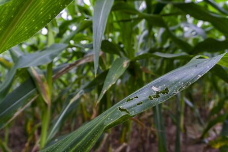 Corn leaf damaged by fall armyworm Spodoptera frugiperda.Corn leaves attacked by worms in maize...