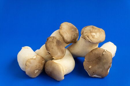 King oyster mushroom Pleurotus eryngii on blue