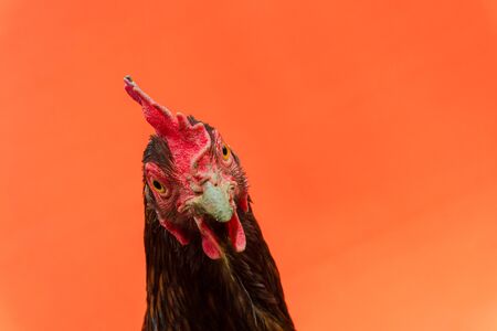 Closeup the face of a teardrop hen on an orange