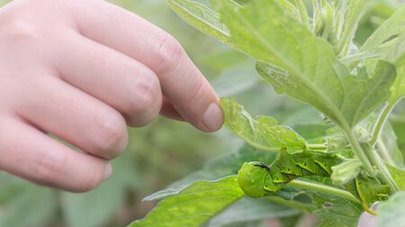 Green caterpillarDaphnis nerii on the leaves of Sesame tree.