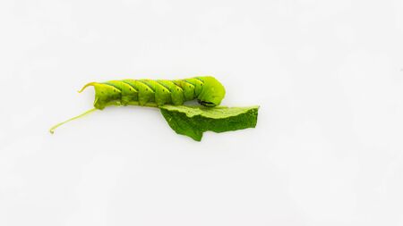 Green caterpillar"Daphnis nerii" on isolated white background.の写真素材