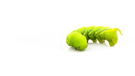 Green caterpillar"Daphnis nerii" on isolated white background.の写真素材