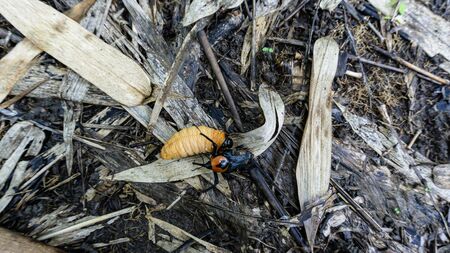 palm weevil on the floor forest.