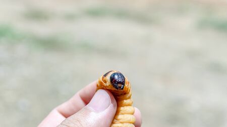 Rhynchophorus worm ferrugineus that is eating bamboo shoots.
