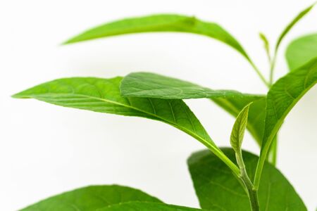 Gymnanthemum extensum leavesâ isolatedâ onâ whiteâ backgroundâ.の写真素材