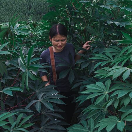 Young women travel on cassava fields, hold old cameras, take pictures.の写真素材