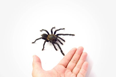 Asian species Tarantula spider  Found in Thailand, the scientific name is Haplopelma minax...