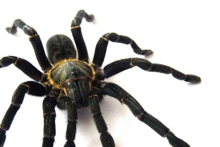 Asian species Tarantula spider  Found in Thailand, the scientific name is Haplopelma minax Theraphosidae Haplopelma.の写真素材