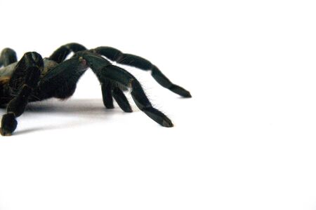 Asian species Tarantula spider  Found in Thailand, the scientific name is Haplopelma minax Theraphosidae Haplopelma.の写真素材