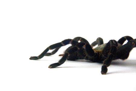 Asian species Tarantula spider  Found in Thailand, the scientific name is Haplopelma minax Theraphosidae Haplopelma.の写真素材