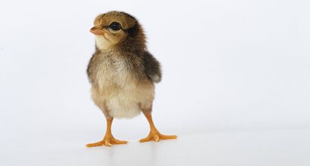 little black chicken isolated on white background,Chicks just born.の写真素材
