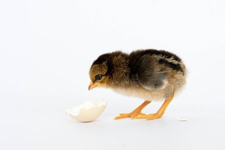 little black chicken isolated on white background,Chicks just born.