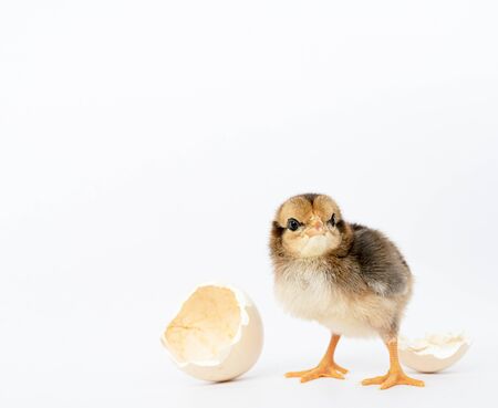 little black chicken isolated on white background,Chicks just born.