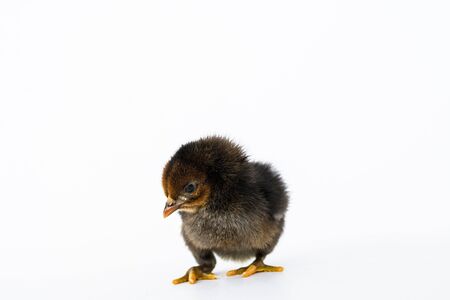 little black chicken isolated on white background,Chicks just born.の写真素材