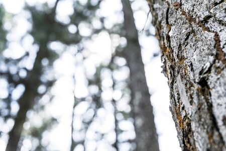 Pine forest. Low angle view. Summer landscape in forest