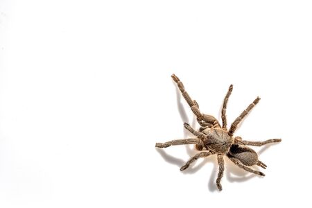 タランチュラの写真 イラスト素材一覧 8 929件 ストックフォトのamanaimages Plus