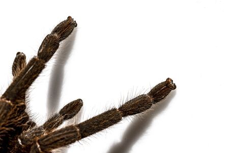 Asian species Tarantula spider Found in Thailand, the scientific name is Haplopelma minax...