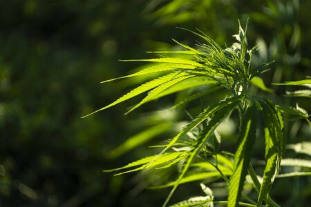 Cannabis sativa, marihuana leaves, photography of medical plant.の写真素材