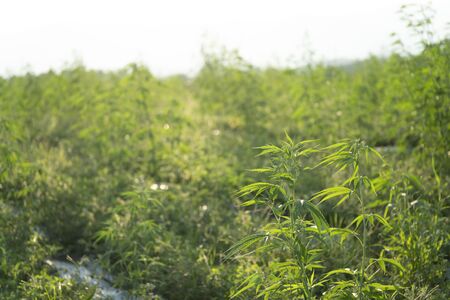 Cannabis sativa, marihuana leaves, photography of medical plant.の写真素材