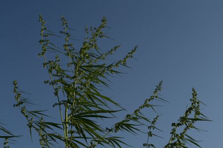 Cannabis sativa, marihuana leaves, photography of medical plant.の写真素材