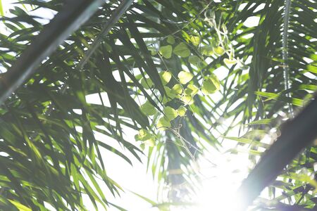 African oil palm plantation in Thailand Elaeis guineensis or macaw-fat