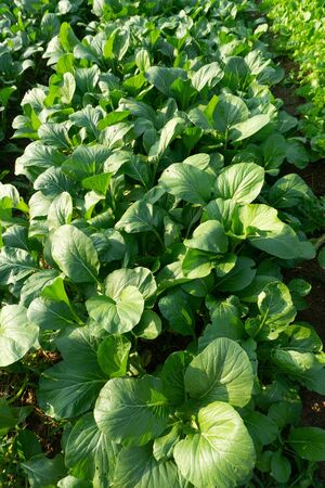 Rows of green oak leaf lettuce grown in open field under a bright sunshineの写真素材