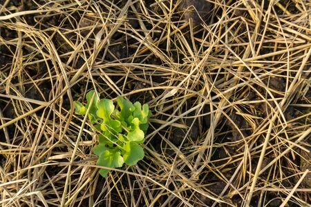 Lettuce leaves Planting in farmer's garden for food.healthy lettuce growing in the soil Fresh green...