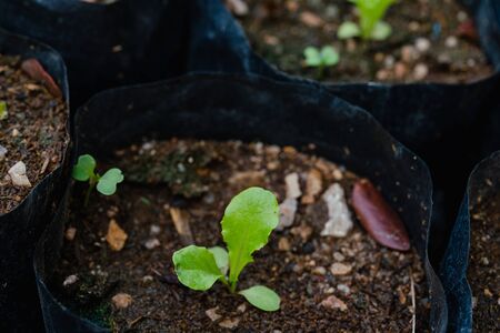 planting vegetables lettuce leaf on soil in the gardenの写真素材