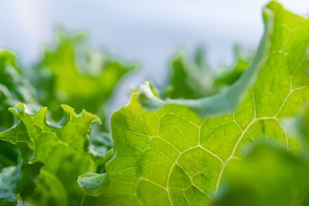 Lettuce leaves Planting in farmer's garden for food.healthy lettuce growing in the soil Fresh green...