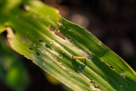 Corn leaf damaged by fall armyworm Spodoptera frugiperda.Corn leaves attacked by worms in maize field.の写真素材
