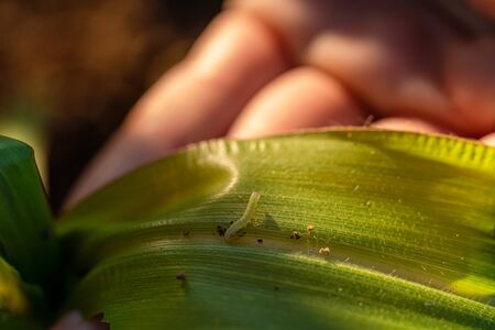 Corn leaf damaged by fall armyworm Spodoptera frugiperda.Corn leaves attacked by worms in maize...