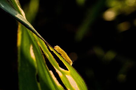 Corn leaf damaged by fall armyworm Spodoptera frugiperda.Corn leaves attacked by worms in maize field.の写真素材