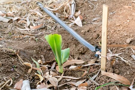 Banana Garden is growing up,Fresh banana is growing up,Banana garden.の写真素材