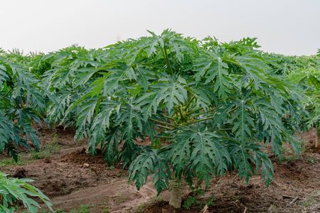 Young papaya fruit on papaya tree in farm.