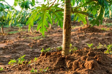 close up papaya fruit on papaya tree in farm.の写真素材