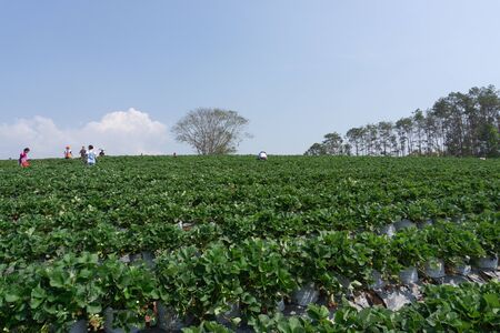 New harvest of sweet fresh outdoor red strawberry, growing outside in soil.のeditorial素材