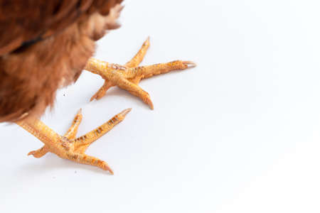 Close-up foot image of a hen's foot. The feet are yellow on a white background.