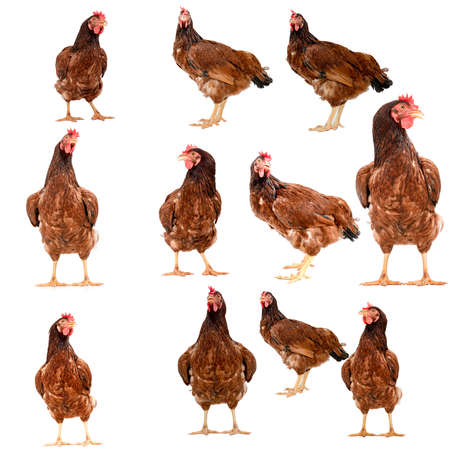 Isolated brown hen on a white background , Side view image.の写真素材