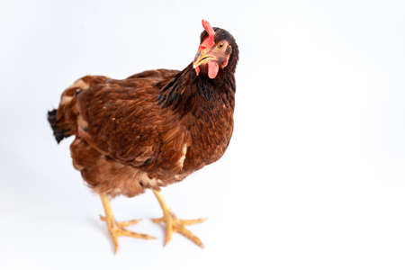 brown hen walking isolated on white, studio shot,chicken.の写真素材